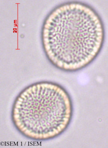 ISEM 1/Iberis_semperflorens_27876/Iberis_semperflorens_27876_0001(copy)_thumb.jpg